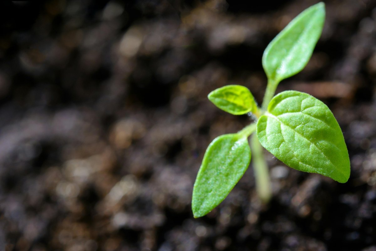 Eco-Friendly Advertising: Leveraging Programmatic Ads for Sustainable Campaigns